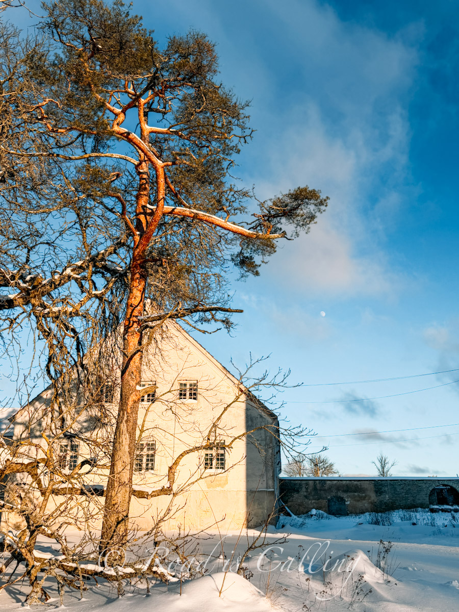 wooden seaside house and pine tree in winter light in Lahemaa