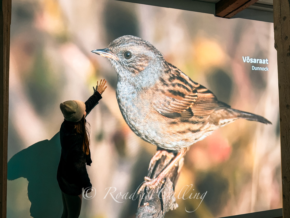 me touching the screen with a bird perched on a branch in Lahemaa park