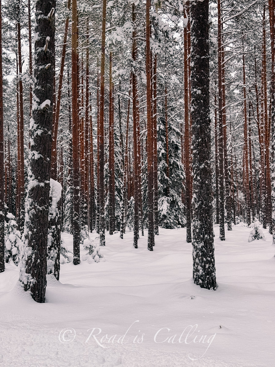 snowy forest landscape with trees powdered with snow in Lahemaa park