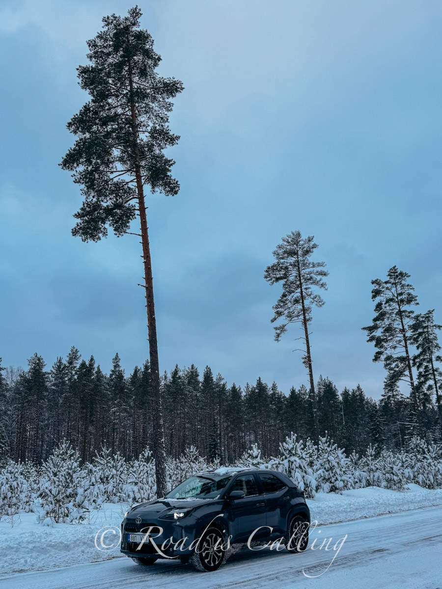 car driving on the road in winter next to the unusual tall trees