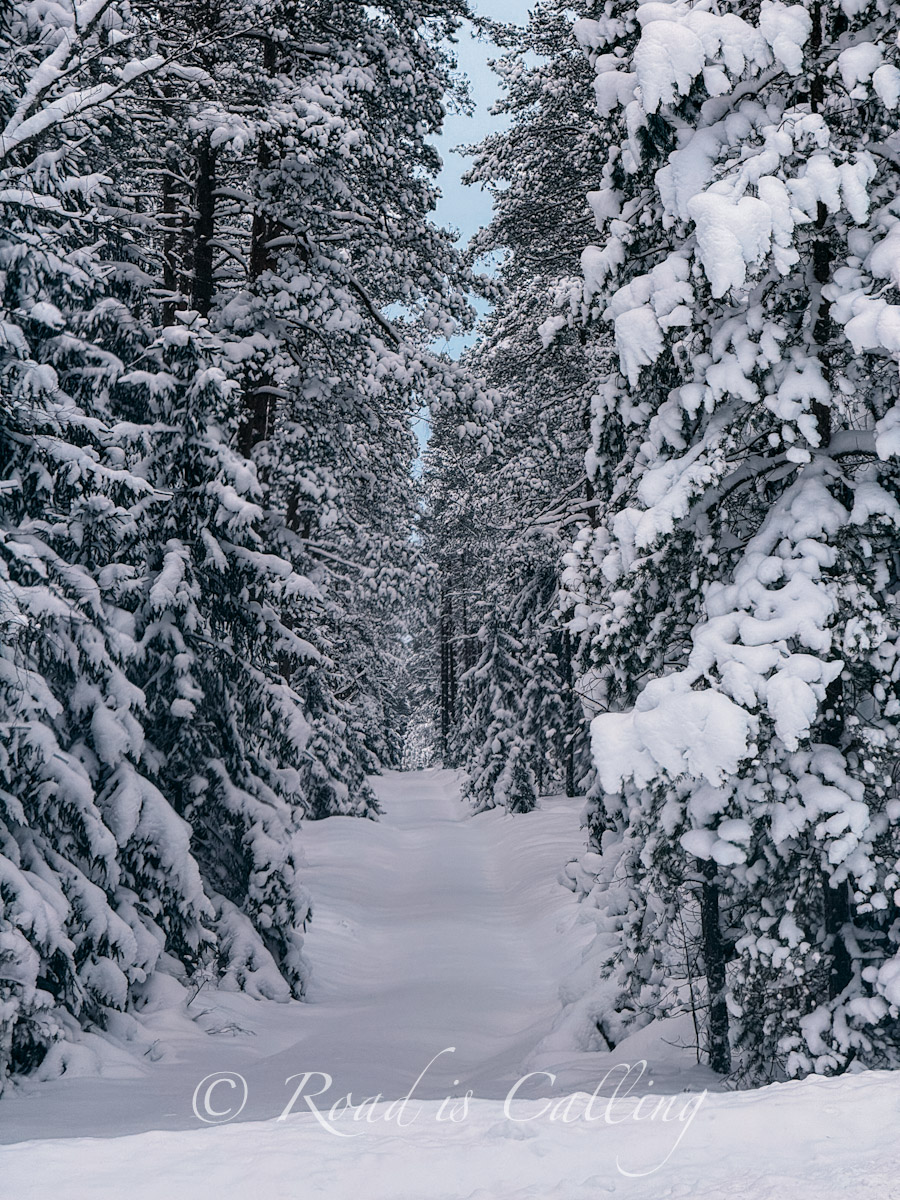 snowy forest with pine trees powdered with lots of snow