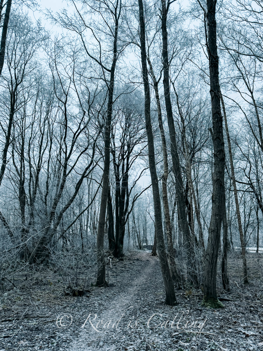 forest trail among tall bare trees in Lahemaa