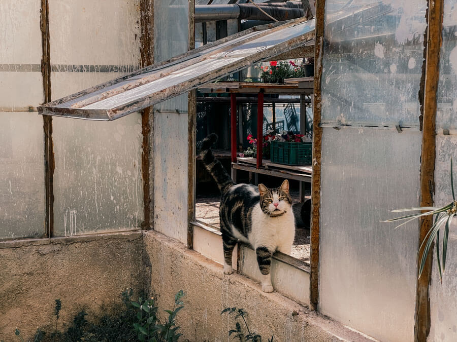 Antalya cats