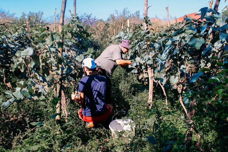 grape harvest in Georgia