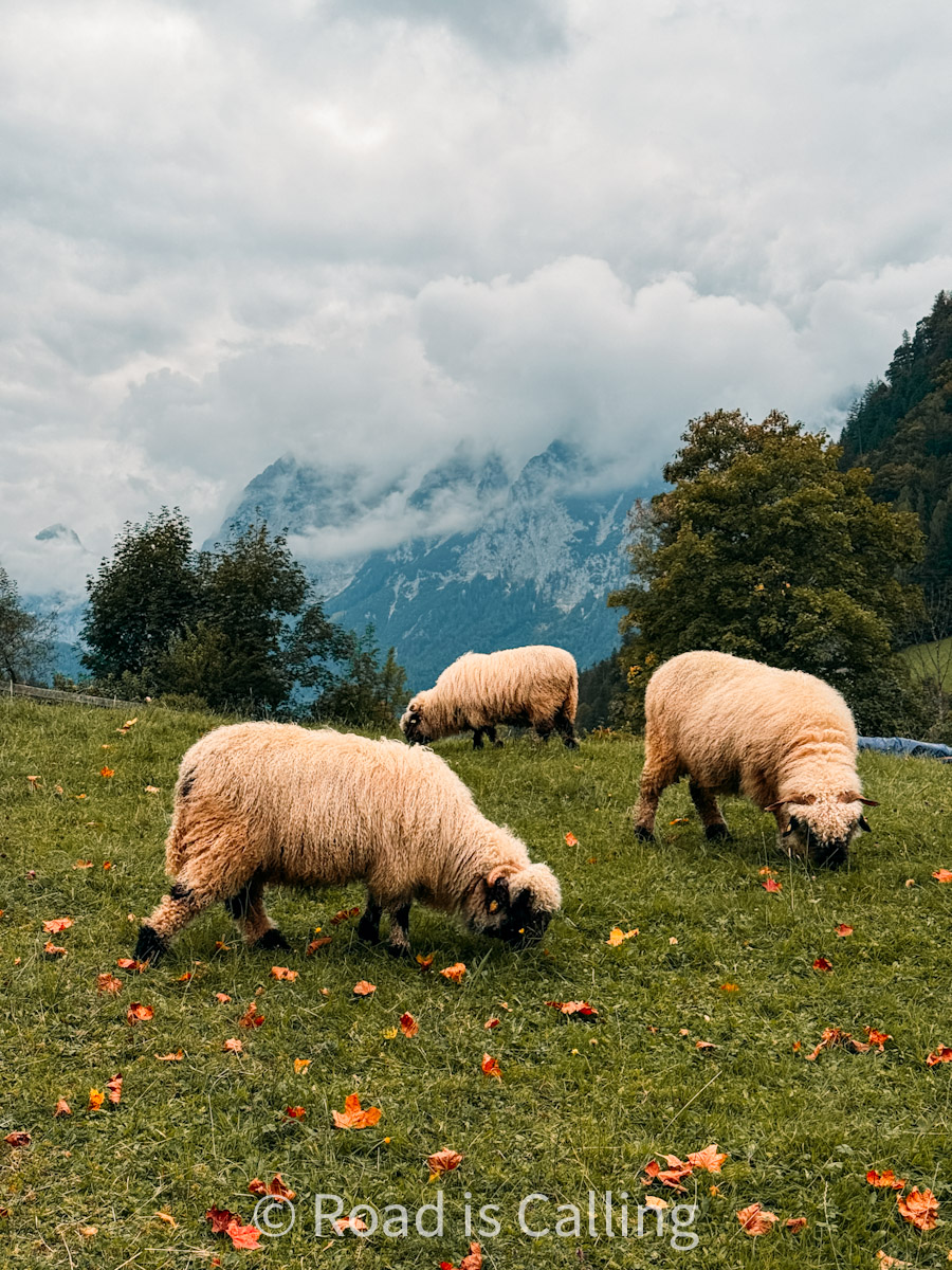 grazing sheep in a Bavarian alpine meadow with mountain views in the background