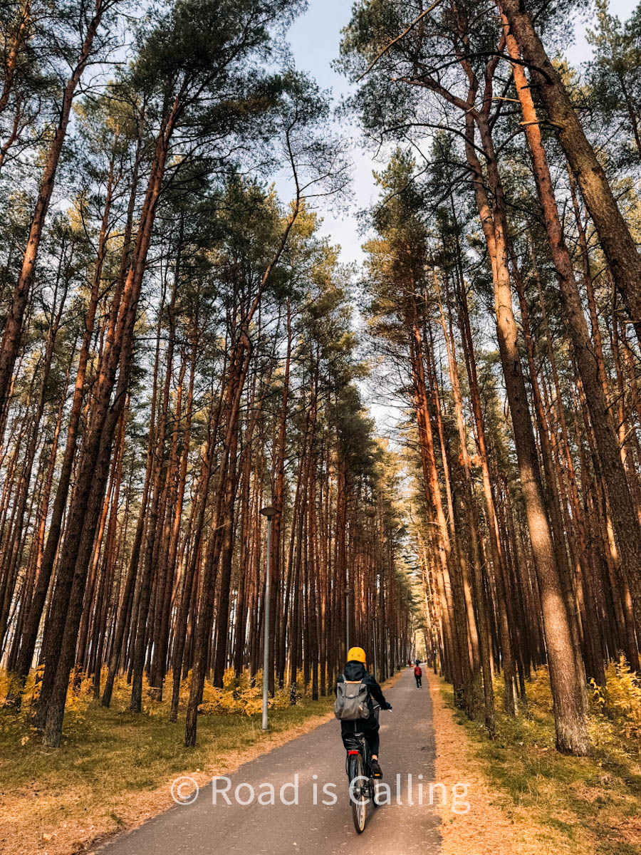 a bicyclist going through the woods