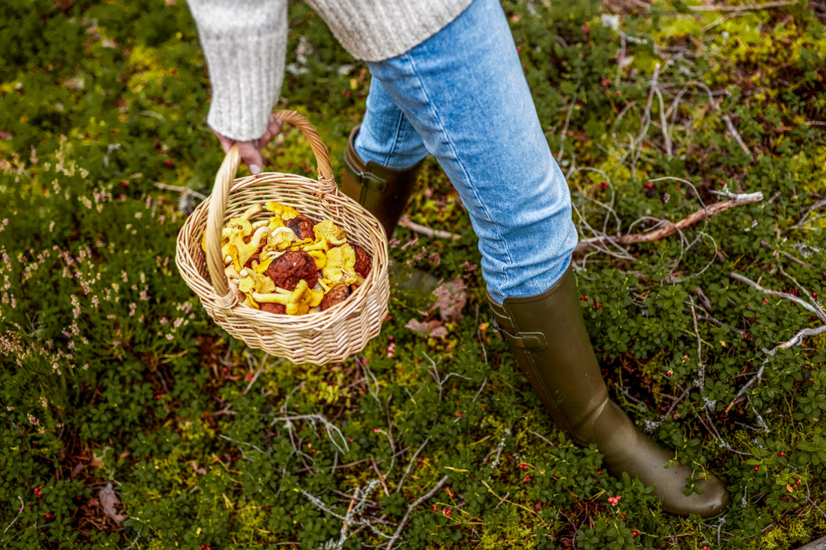 mushroom foraging in Estonia - traditional autumn activity among top things to do in Estonia