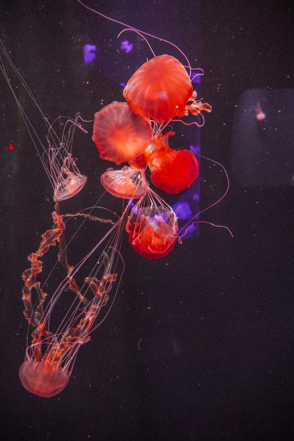 Jellyfish swimming