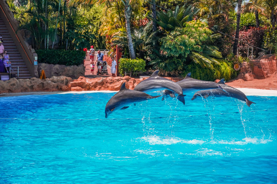 dolphin show in Loro Park