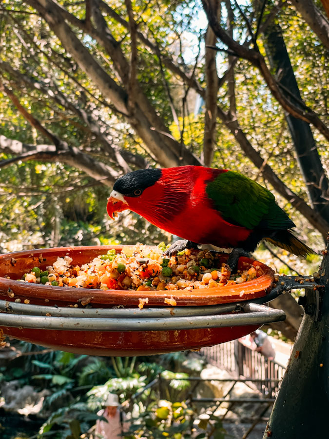 Bird eating in Loro Park