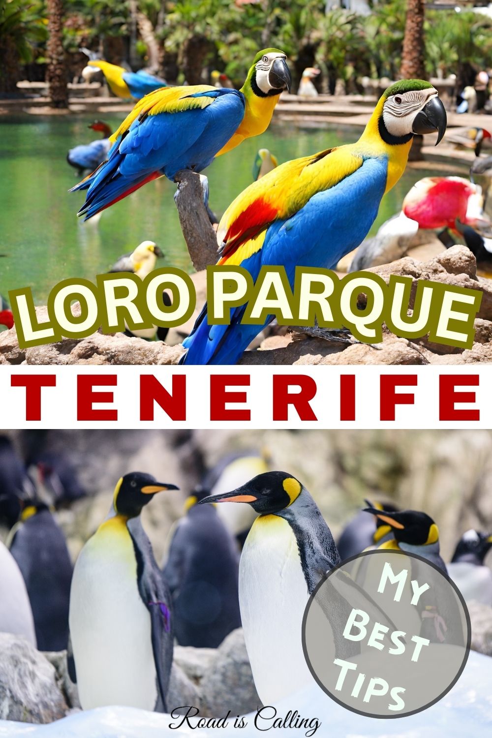 Loro Park in Tenerife tips