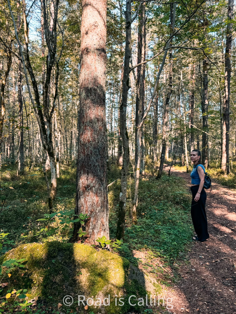 me standing in the forest between tall trees
