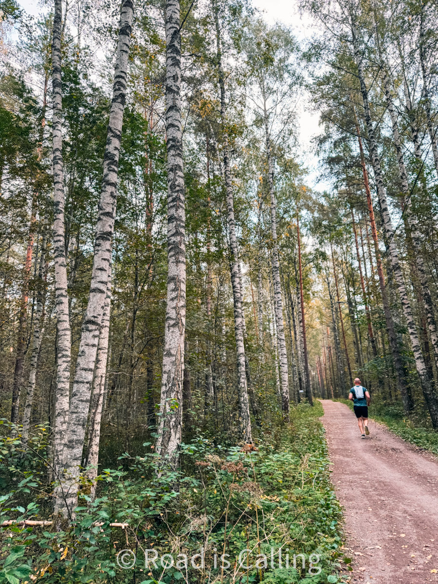 man jogging through the birch forest