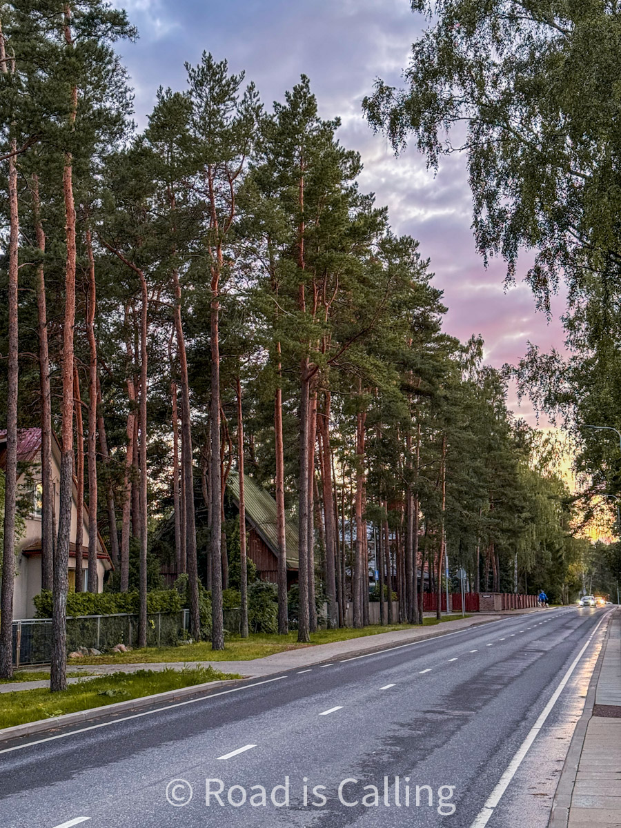 wooden houses hide between pine trees along the road