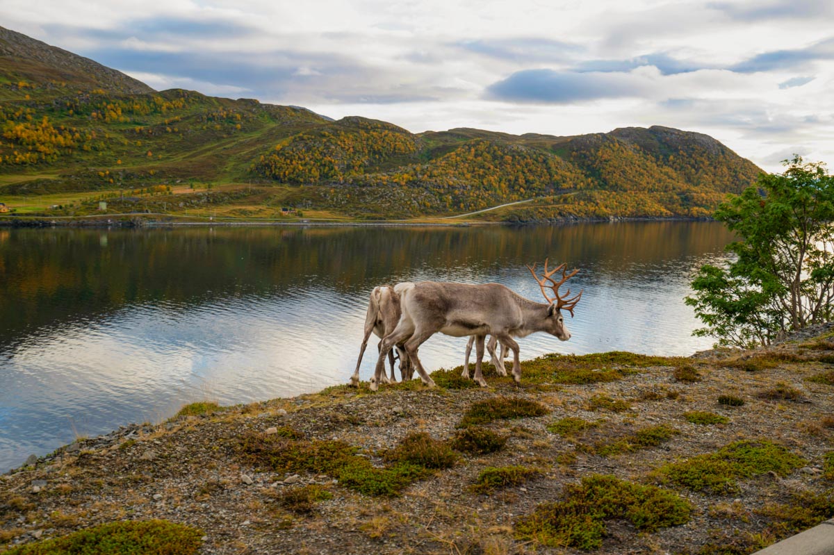 spotting wildlife in Kirkenes