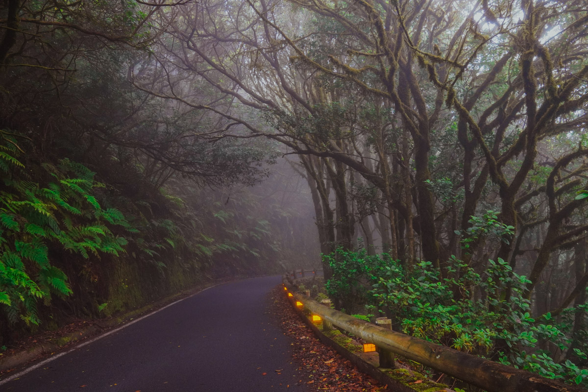 drive through the laurel forest in Tenerife north