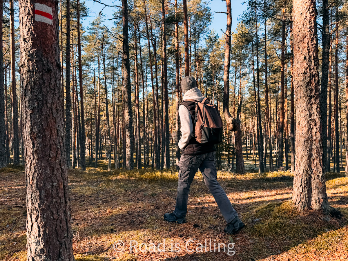 walking through pine forest in Estonia