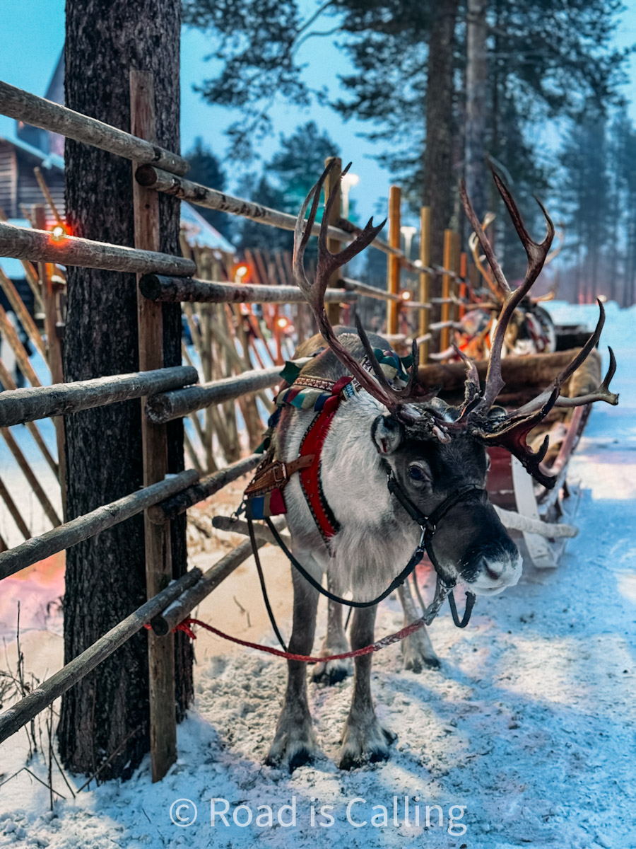 Reindeer with harness standing in snow at Lapland reindeer farm