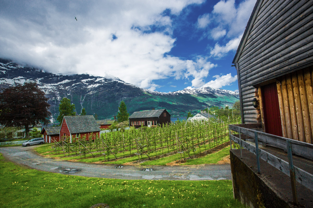 Traditional Norwegian orchard farm with wooden buildings and snow-capped mountains overlooking Hardangerfjord in spring