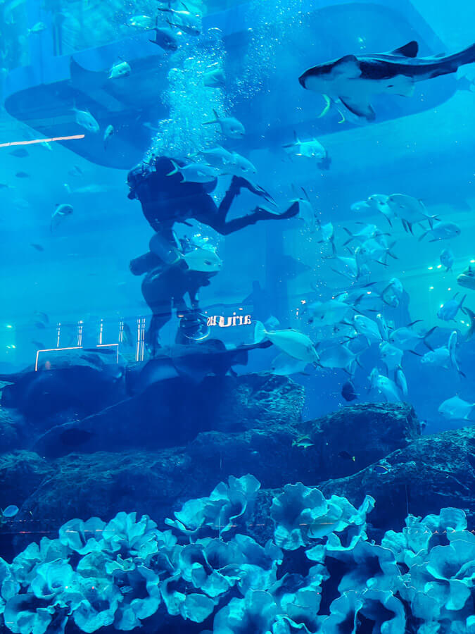 swimming in Dubai aquarium 