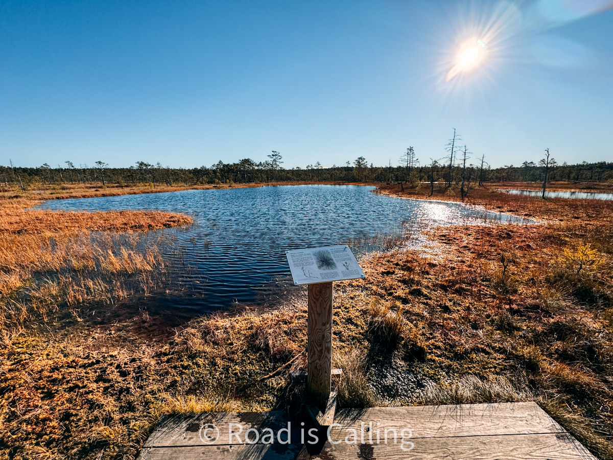 Scenic view of bog lake and sunlit landscape at Viru Bog in Lahemaa National Park