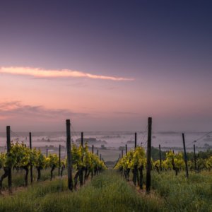 visiting vineyards in Spain