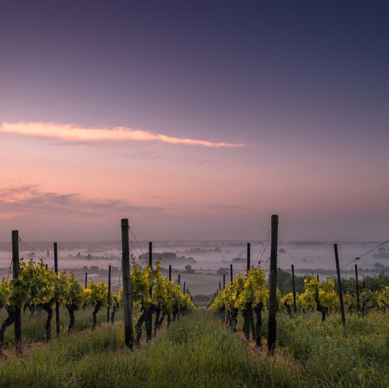 5 Top Vineyards in Spain to Visit on Your Spanish Road Trip