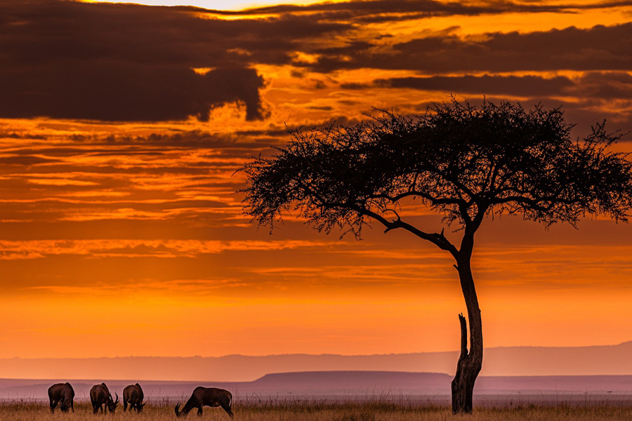 Kenya safe safari