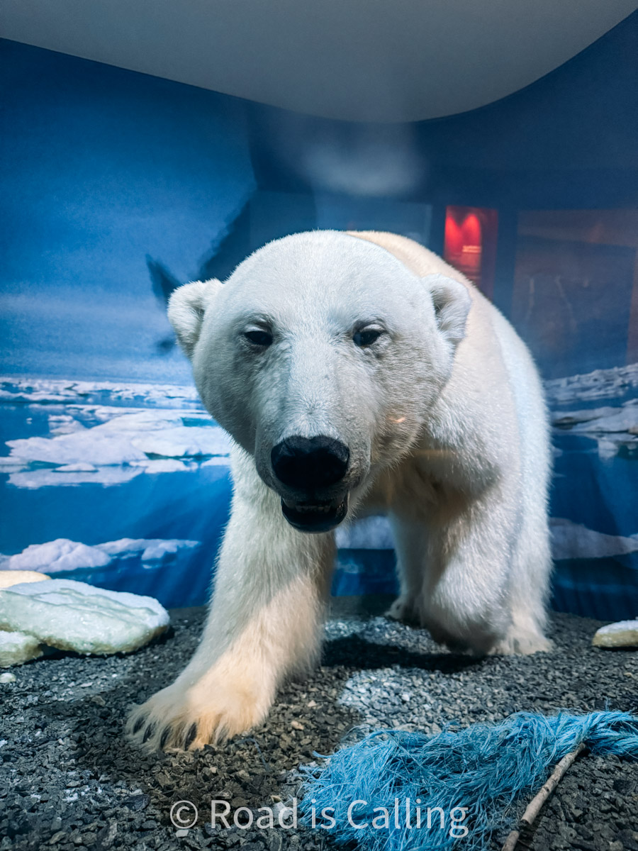Taxidermy polar bear isplay in a Tromso museum exhibit