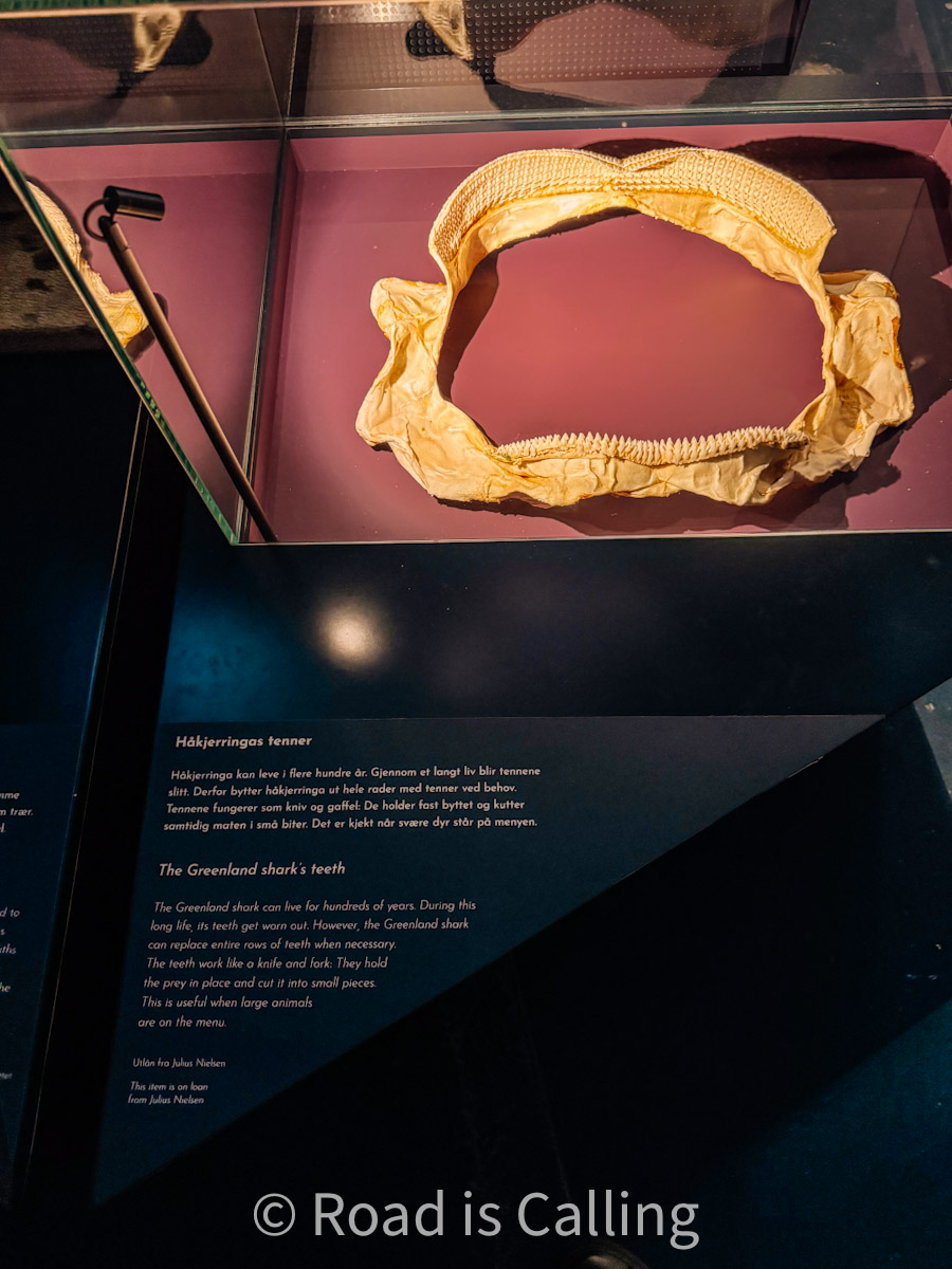 shark teeth on display with brief explanation