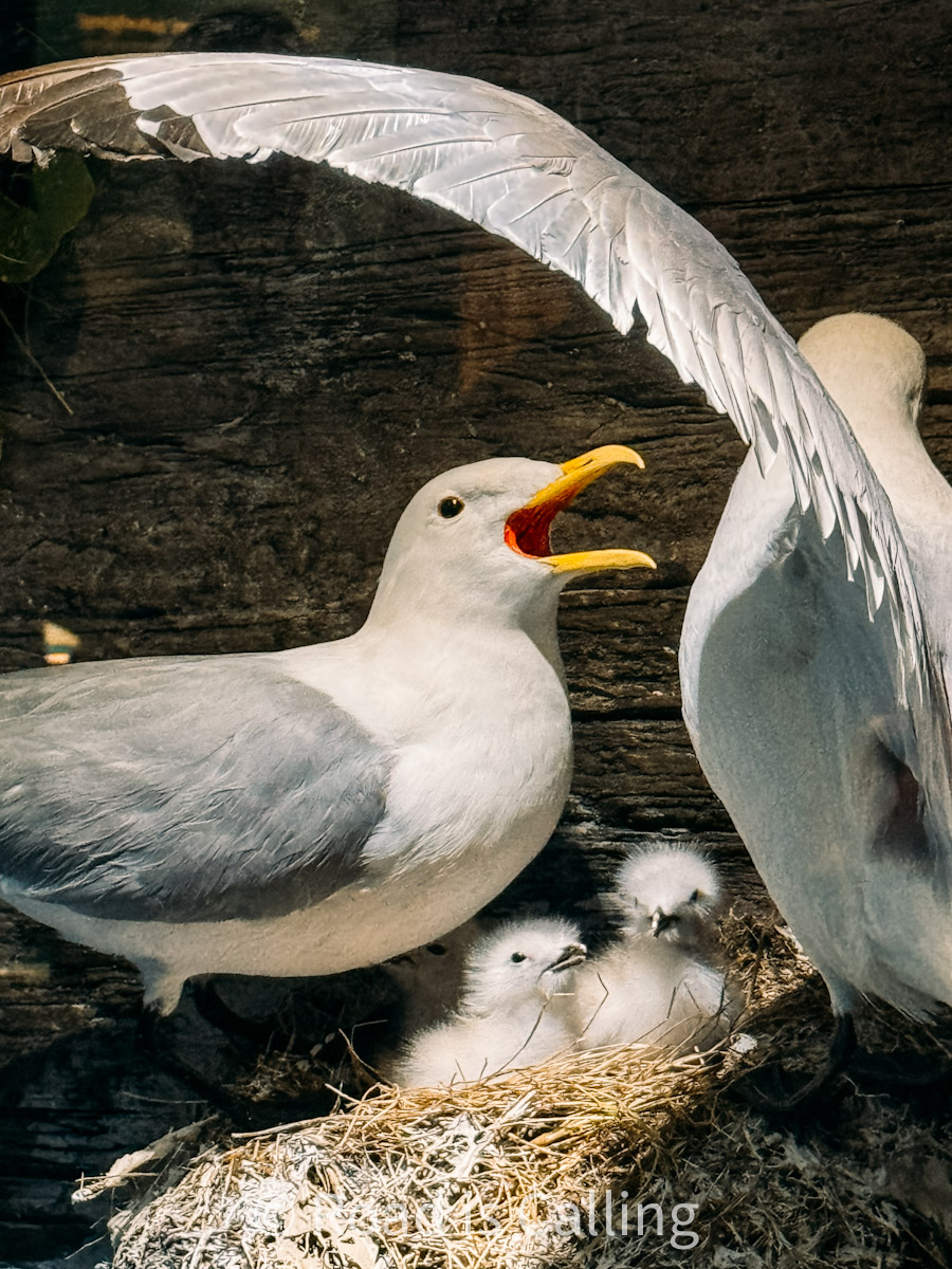 seagull feeding chicks in a nest in Tromso museum exhibit