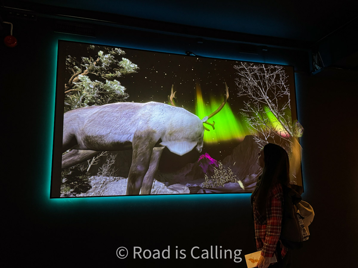 museum display of a reindeer under northern lights projection in Tromso, Norway